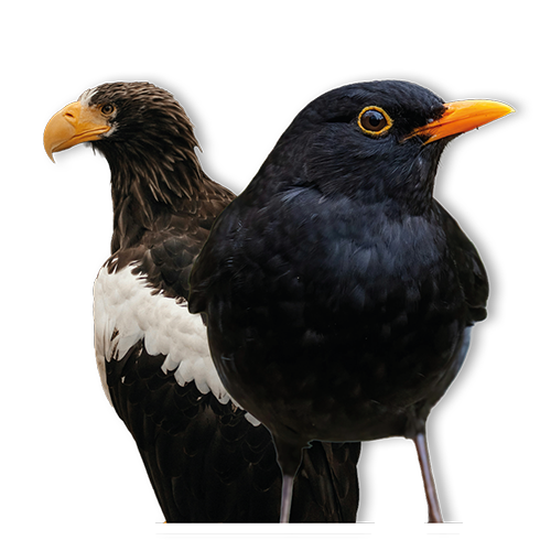 TLS Characters Birds